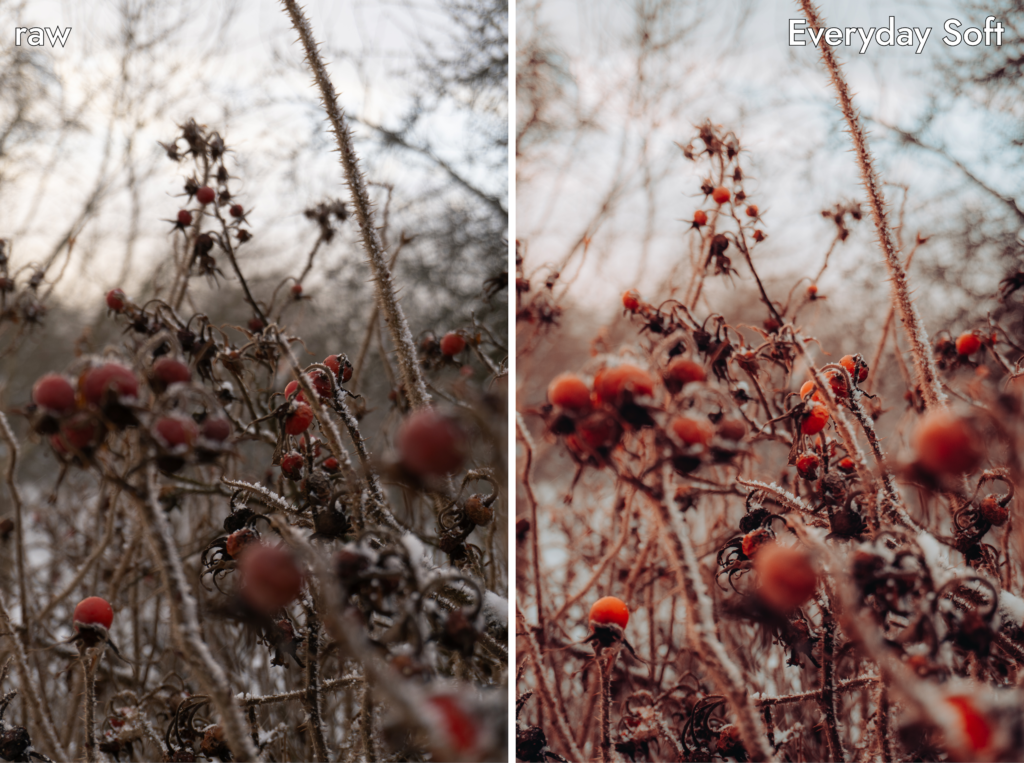 Bush in winter before and after editing in Lightroom with Everyday Soft preset from Cinematic Atmosphere Preset Collection